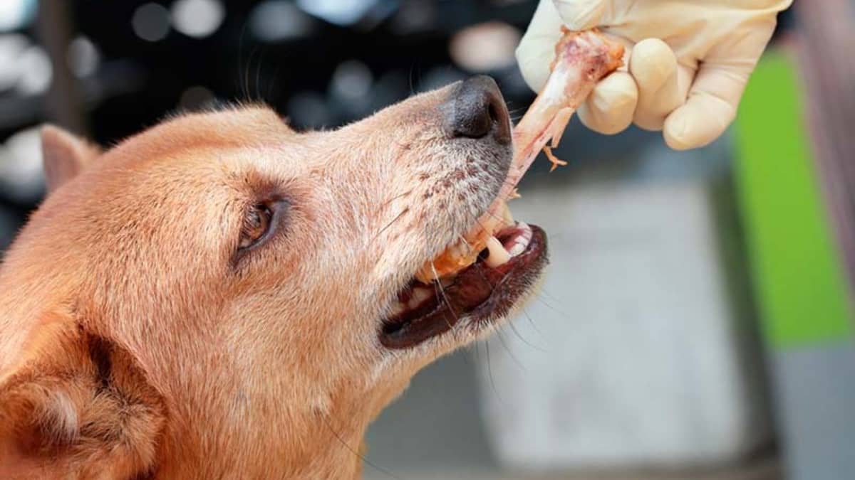 ¿Sabías que un hueso de pollo podría matar a tu mascota?