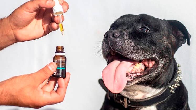 Cannabis como tratamiento medicinal en nuestras mascotas