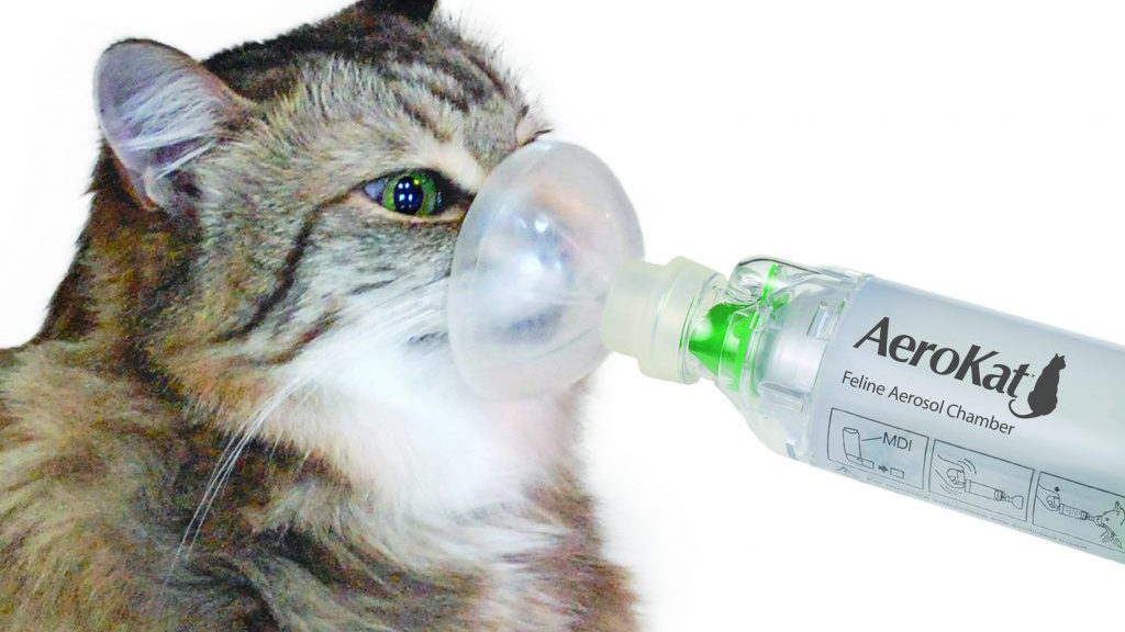 El asma en tu gato