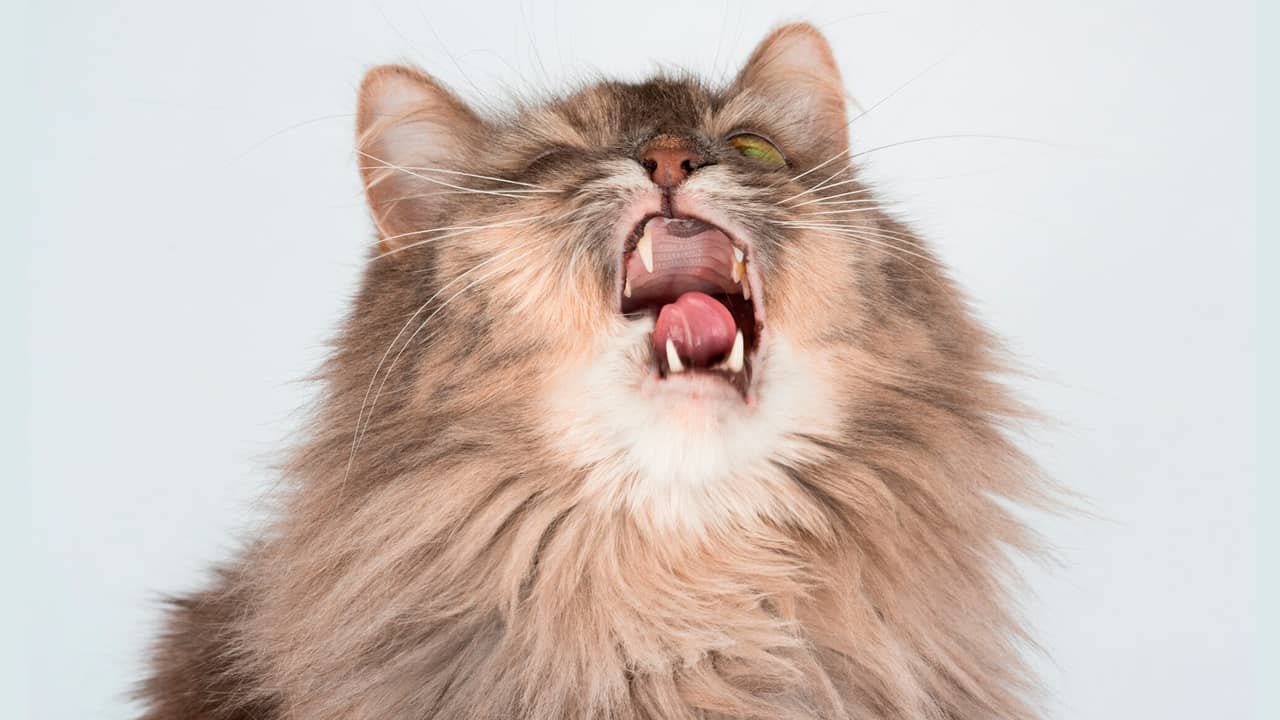 ¿Por qué estornudan los gatos?