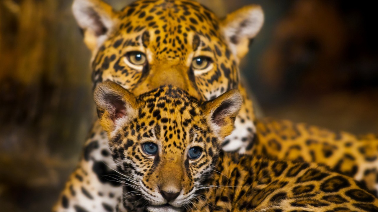 El Lamento del Jaguar