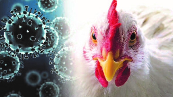 Acción inmediata del SENASA: Influenza aviar en Paita