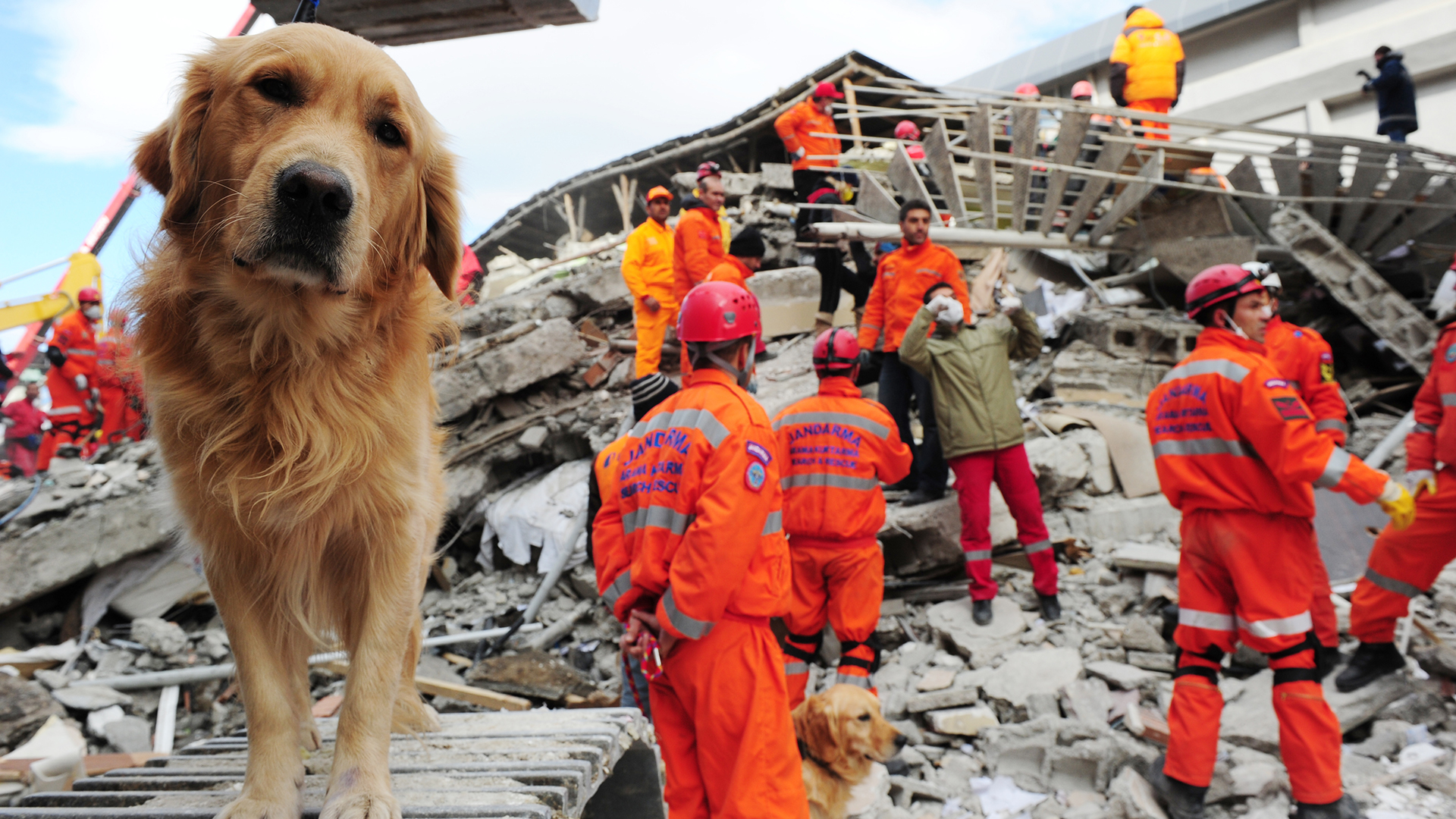 Cómo hacer con los animales en caso de sismos