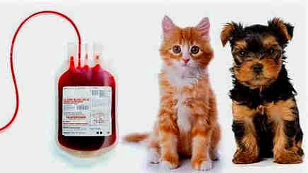 Las mascotas también pueden donar sangre