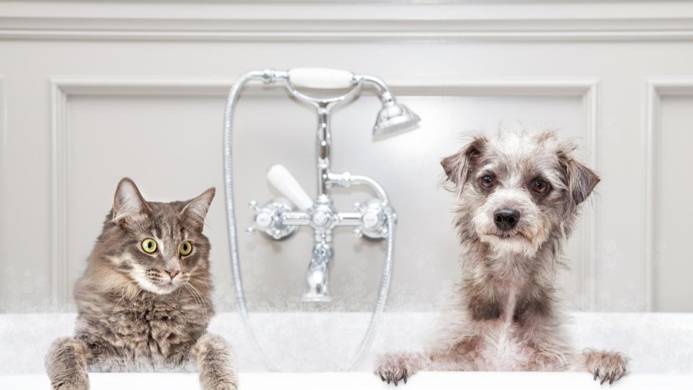 ¿Por qué es importante el baño de tu mascota?