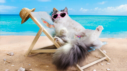 ¿Llevar un gato a la playa?