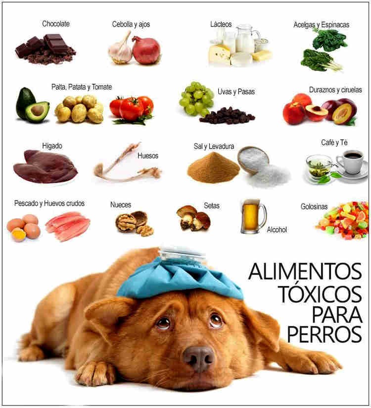 Alimentos que no deberías darle nunca a tu perro - Pancho Cavero