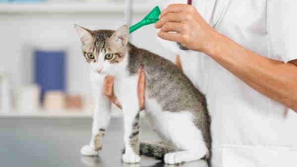 Cómo limpiar los ojos y los oídos de un gato