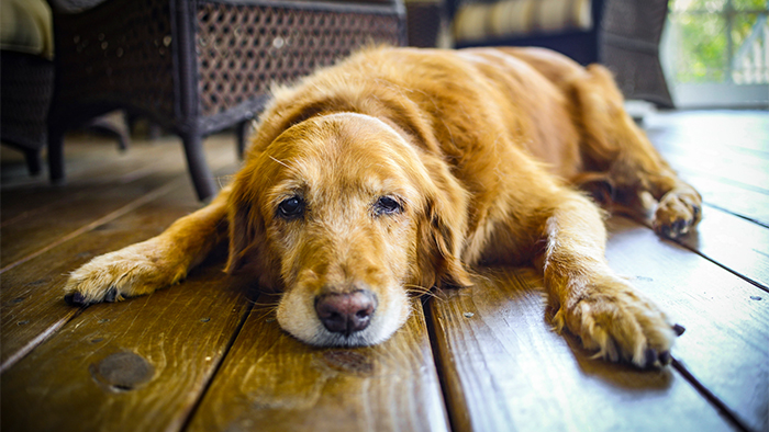 ¿Que hacer si tu perro tiene artritis?