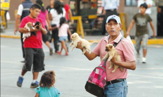 Tráfico ilegal de animales en el Centro de Lima