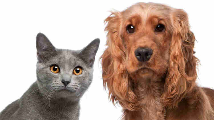 Diferencias entre perros y gatos