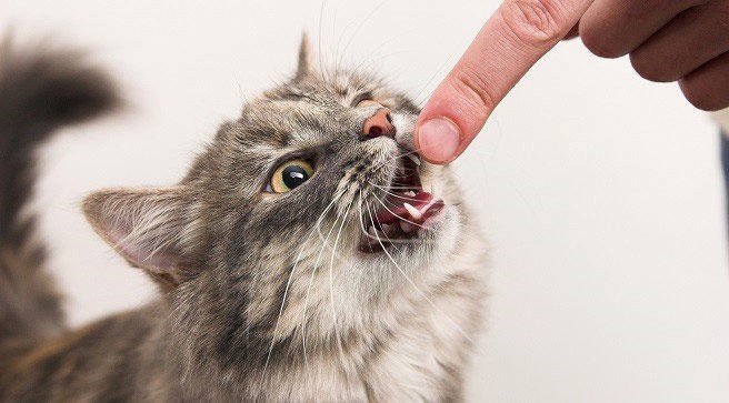 ¿Cuáles son las enfermedades dentales comunes  en los gatos?