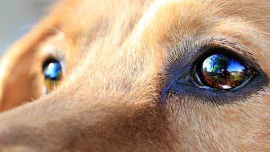 Enfermedades oculares en perros